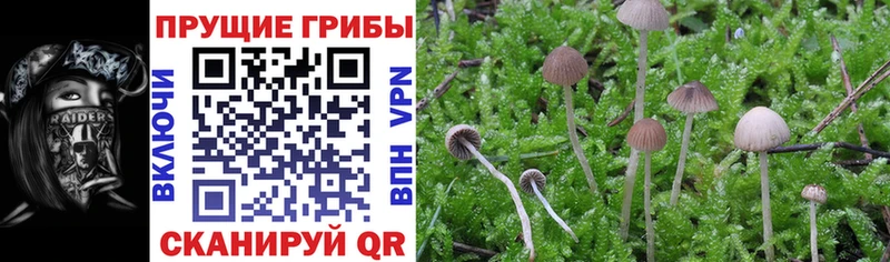 Купить  Иноземцево  Псилоцибиновые грибы мицелий 